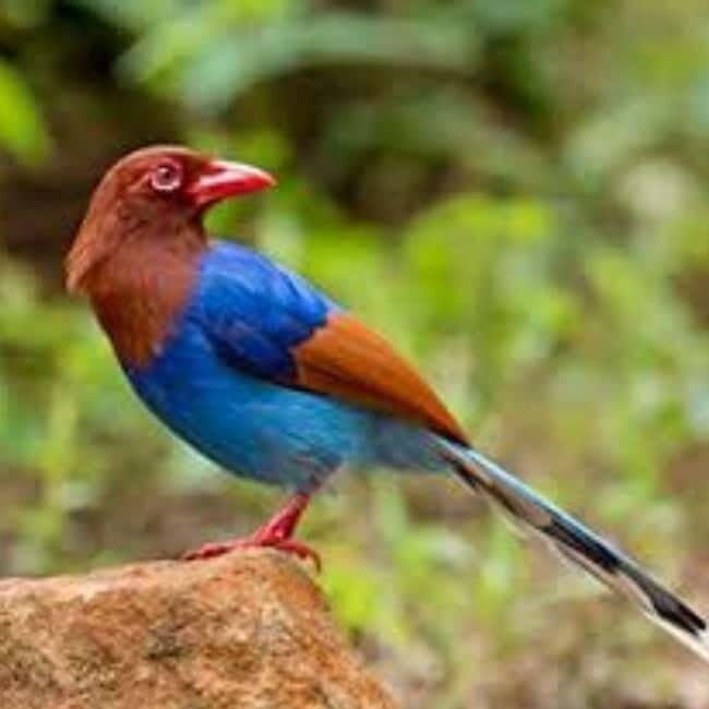 Kitulgala: Guided Full-Day Bird Watching & Cycling Tour - Good To Know