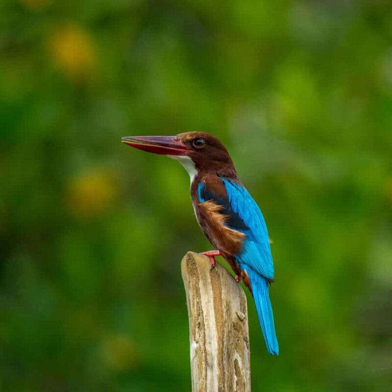 Kitulgala Water Rafting Day Tour from Colombo and Bentota - Experience Adventure and Nature in Kitulgala: A Full Review of the Water Rafting Day Tour