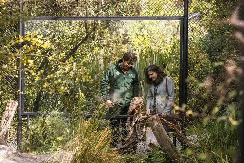 Kiwi Park Queenstown Admission Ticket - Time Your Visit Around the Keeper Sessions