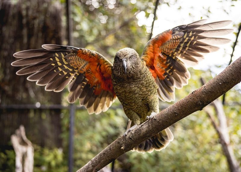 Kiwi Park Queenstown Admission Ticket - Getting There and Planning the Day