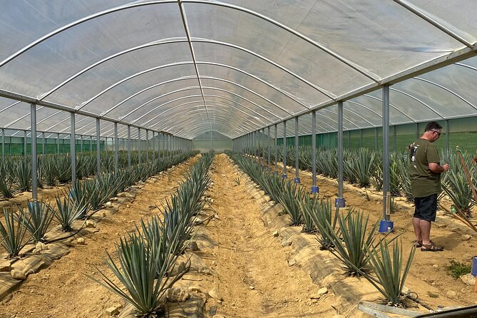 Kiwi Spirit Distillery Golden Bay - Visit New Zealands Only Tequila Farm! - Distillery Tour