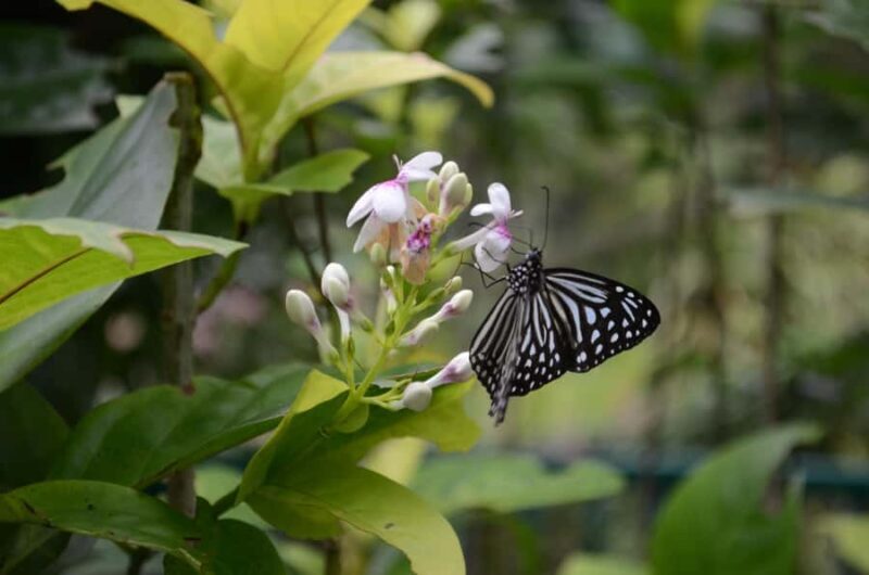 KL Green Escape: 4-Hour Gardens, Bird & Butterfly Tour - An Introduction to Kuala Lumpur’s Green Gems