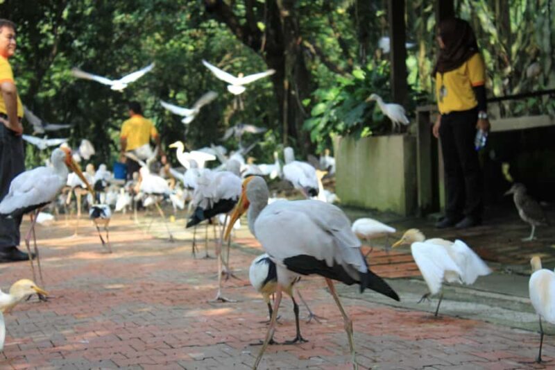 KL Green Escape: 4-Hour Gardens, Bird & Butterfly Tour - Butterfly Park: A Flurry of Color and Flight