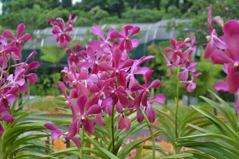 KL Green Escape: 4-Hour Gardens, Bird & Butterfly Tour - KL Bird Park: The World’s Largest Free-Flight Aviary