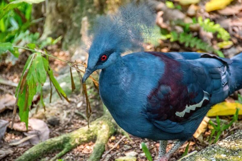 KL Green Escape: 4-Hour Gardens, Bird & Butterfly Tour - Frequently Asked Questions