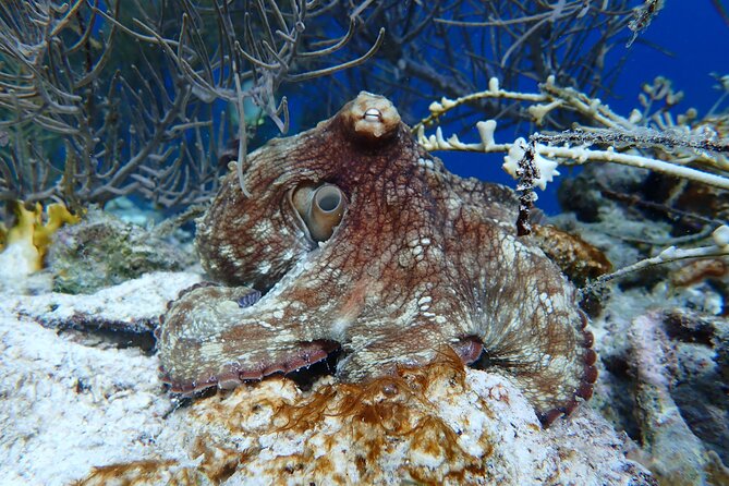 Klein Bonaire Marine Park Snorkeling Excursion - Customer Reviews and Feedback on the Snorkeling Experience