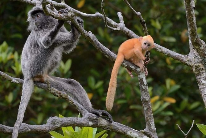 Klias River Safari Tour From Kota Kinabalu - Meeting and Pickup Information