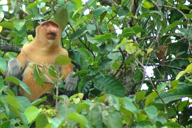 Klias River Safari Tour From Kota Kinabalu - Pricing and Booking