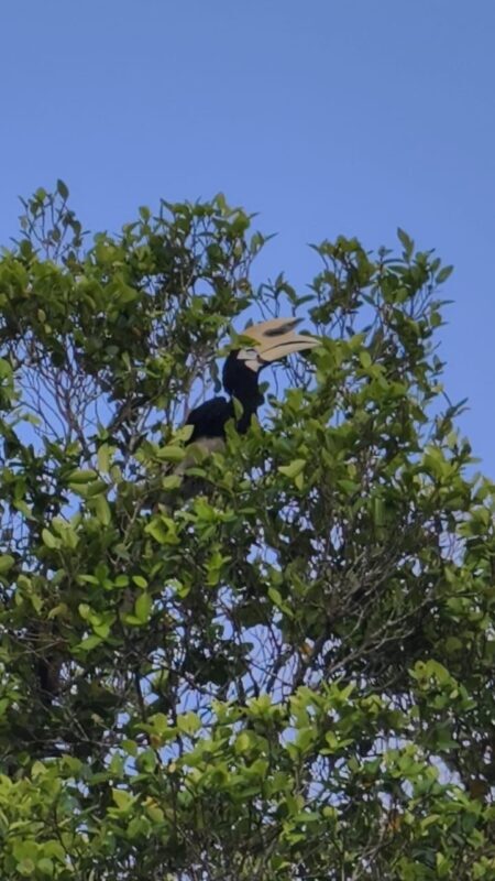 Klias River Wildlife and Fireflies Cruise Day Tour - Proboscis monkeys are the main reason to go