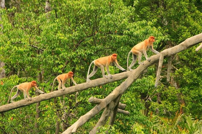 Klias Wetland River Safari Tour - Good To Know
