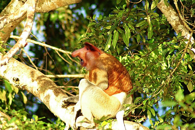 Klias Wetland River Safari Tour - Reviews and Ratings