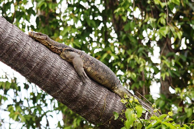 Klias Wildlife Safari River Cruise From Kota Kinabalu - Reviews Summary