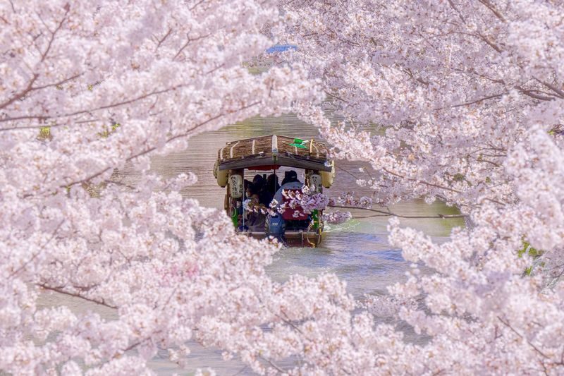 Klook Exclusive: Kyoto Fushimi Jikkokubune Half-Day Small Group Cherry Blossom Tour - The boat makes Fushimi’s canal the star