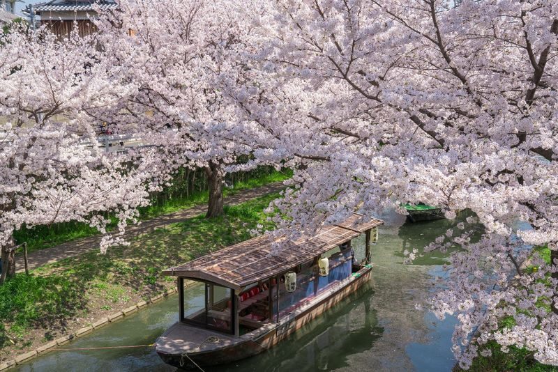 Klook Exclusive: Kyoto Fushimi Jikkokubune Half-Day Small Group Cherry Blossom Tour - What the guide adds, and where the tour can fall short