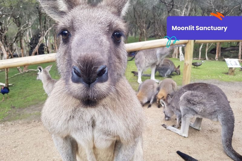 Klook Pass Melbourne - Reservations are the main trade-off
