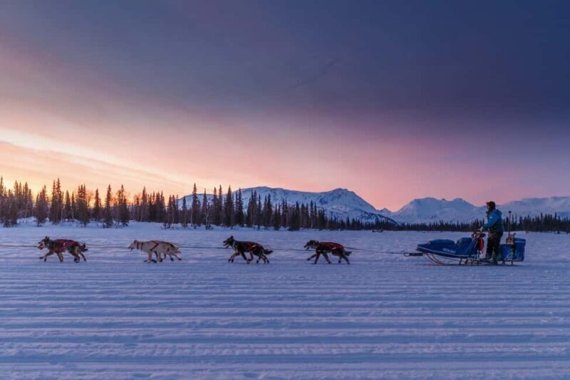 Knik: Winter Dog Sledding Tour - Good To Know