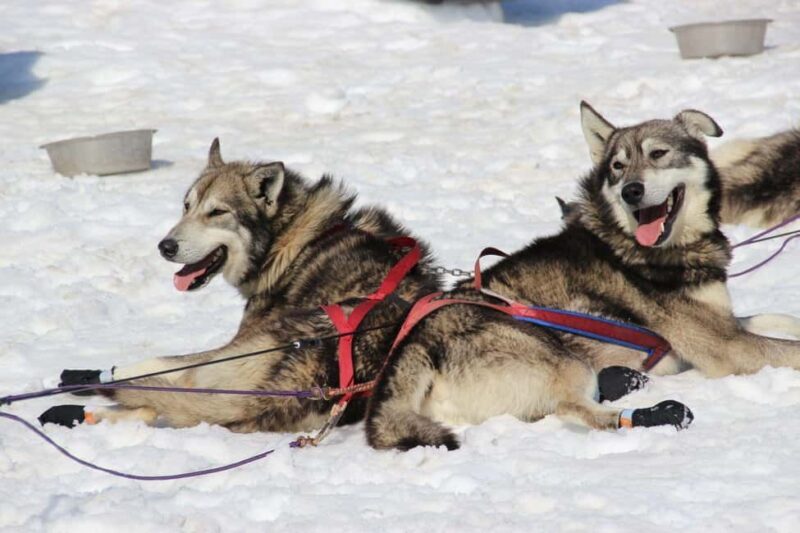 Knik: Winter Dog Sledding Tour - A Closer Look at the Knik Winter Dog Sledding Tour
