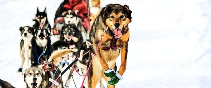 Knik: Winter Dog Sledding Tour - Final Thoughts