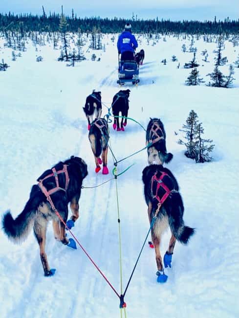 Knik: Winter Dog Sledding Tour - FAQ