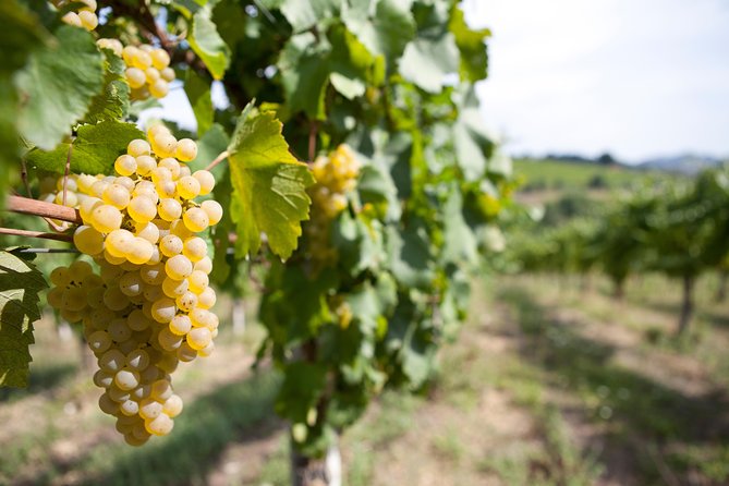 Knowledge, Passion and Love for the Earth Walk Through the Vineyards Taste the Wines - Savor the Finest Italian Wines