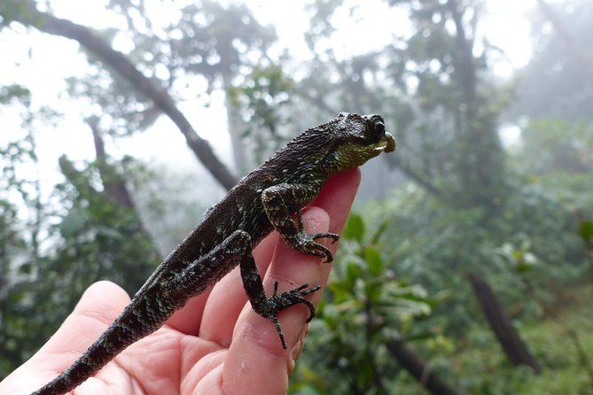 Knuckles Leopard Trail Trek From Kandy - Tour Details