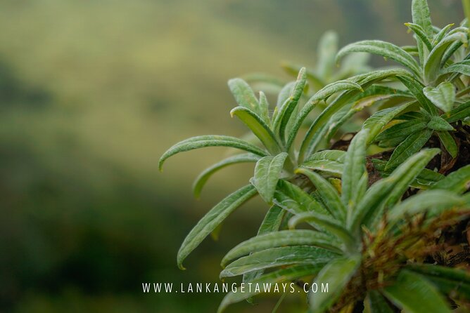 Knuckles Mountain Hiking - Wildlife and Flora