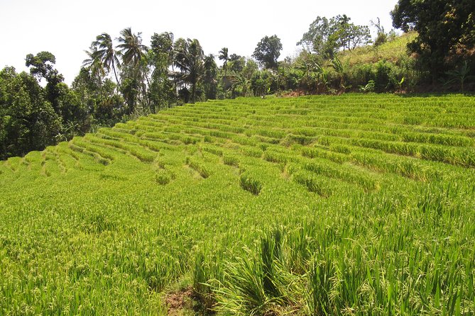 Knuckles Spice Trail Trek From Kandy - Cancellation Policy