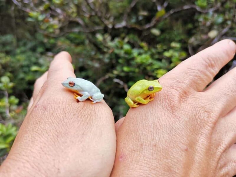 Knuckles: Wildlife Tours with FGASA Field Guides - Good To Know