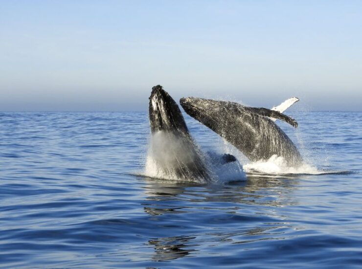 Knysna: Close Encounter Whale Watching Tour by Boat - Tour Highlights
