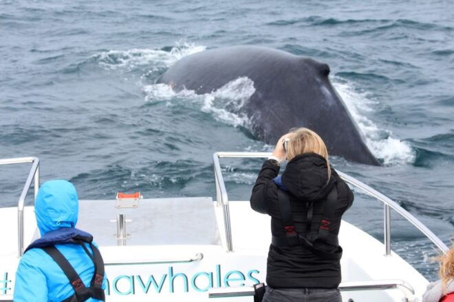 Knysna: Close Encounter Whale Watching Tour by Boat - Customer Reviews