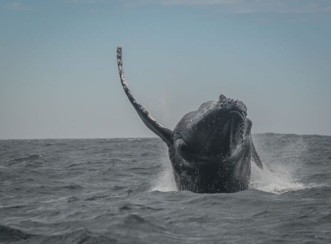 Knysna: Close Encounter Whale Watching Tour by Boat - Booking Information