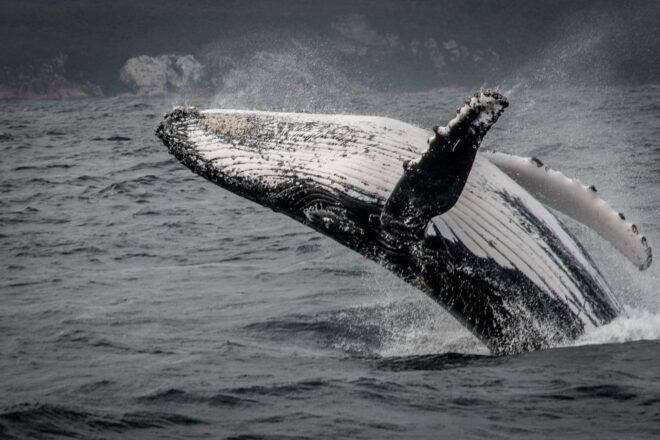 Knysna: Close Encounter Whale Watching Tour by Boat - Important Information