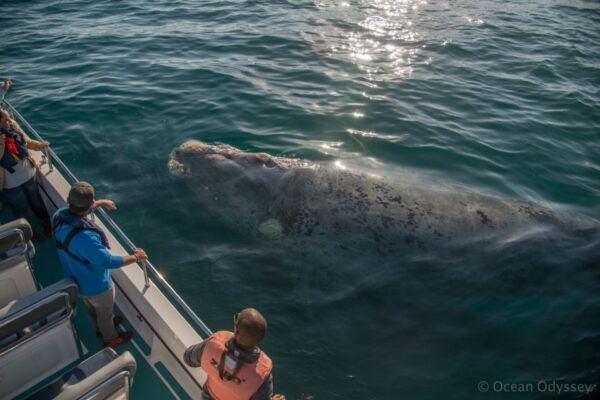 Knysna: Close Encounter Whale Watching Tour by Boat - Directions