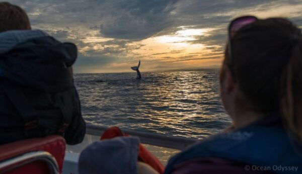 Knysna: Close Encounter Whale Watching Tour by Boat - Frequently Asked Questions