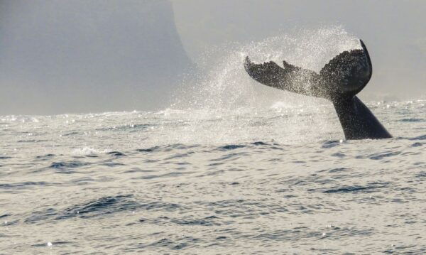 Knysna: Close Encounter Whale Watching Tour by Boat - The Sum Up