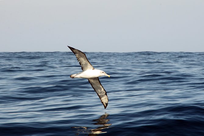 Knysna Dolphin Watching & Garden Route Coastline Experience - Knysna Lagoon: A Natural Wonder