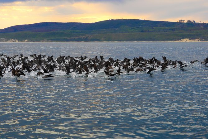 Knysna Dolphin Watching & Garden Route Coastline Experience - Sailing Across the Lagoon