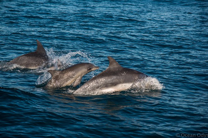 Knysna Dolphin Watching & Garden Route Coastline Experience - Exploring the Knysna Estuary