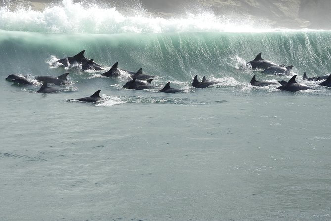 Knysna Dolphin Watching & Garden Route Coastline Experience - Wildlife Sightings on the Coastline