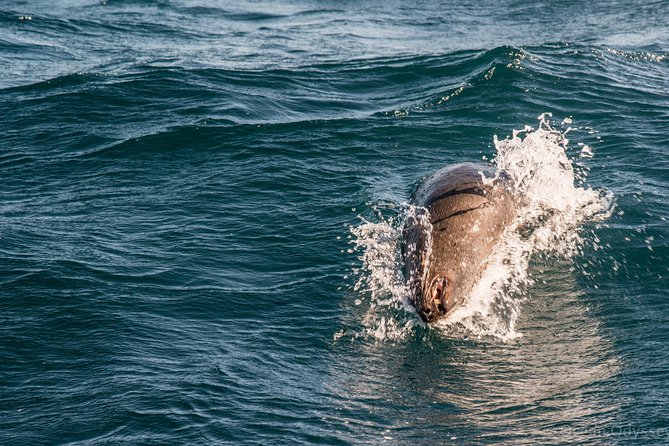 Knysna Dolphin Watching & Garden Route Coastline Experience - Common Questions