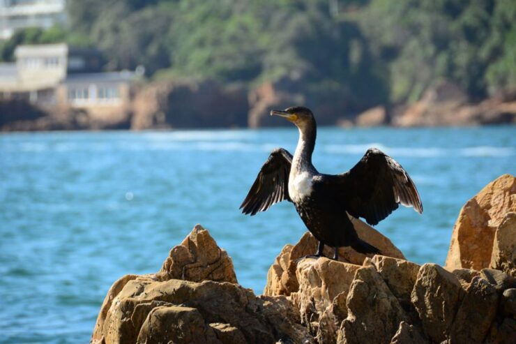 Knysna Heads and Estuary Adventure - Booking Information