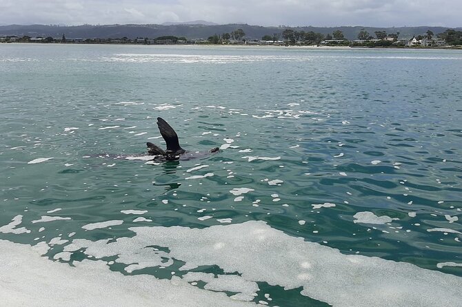 Knysna Lagoon Boat Cruises - Additional Information