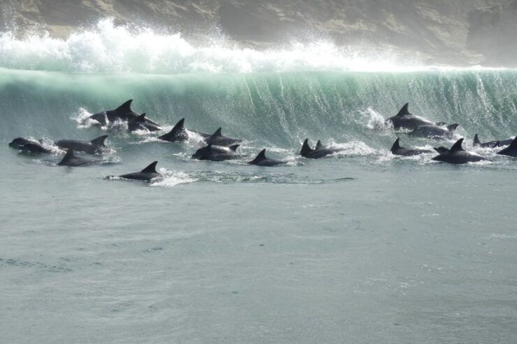 Knysna: Marine Life & Garden Route Coastline Tour - Tour Details