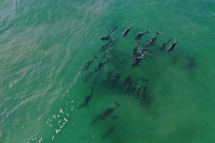 Knysna: Marine Life & Garden Route Coastline Tour - Activity Description
