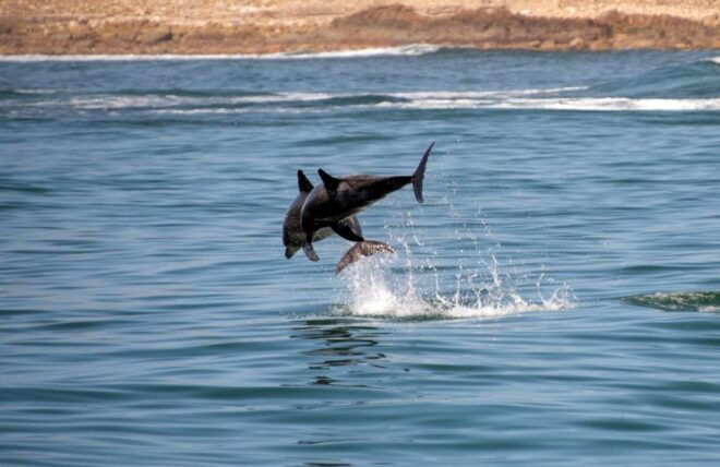 Knysna: Marine Life & Garden Route Coastline Tour - Booking Information