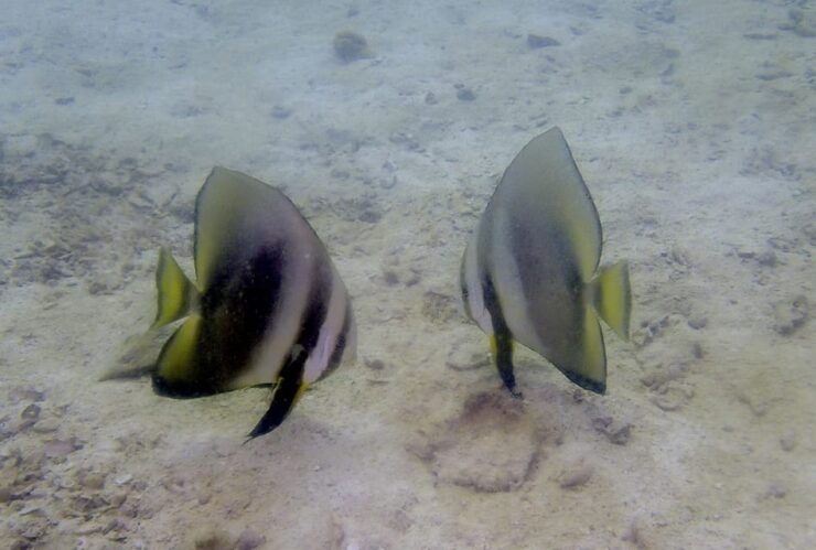 Ko Kut: Private Boat Trip to Koh Rang the National Park - Key Points