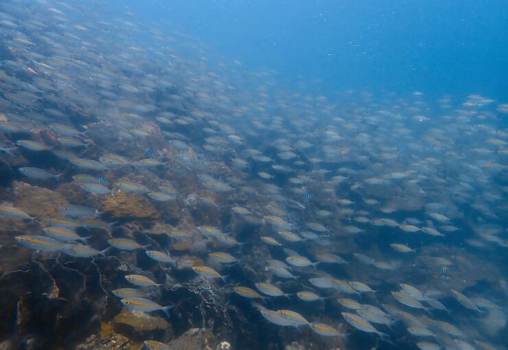 Ko Kut: Private Boat Trip to Koh Rang the National Park - Important Information