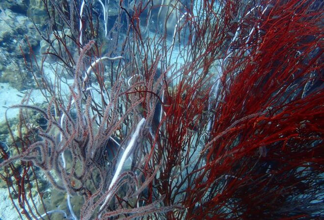 Ko Kut: Private Boat Trip to Koh Rang the National Park - Booking and Payment Options