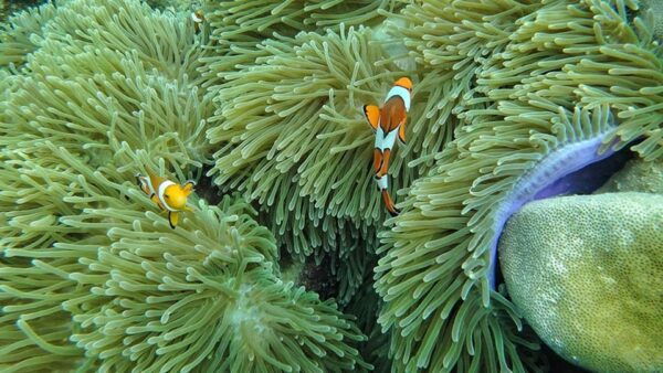 Ko Lanta: 4 Islands and Emerald Cave Day Tour by Speedboat - Best Time to Visit