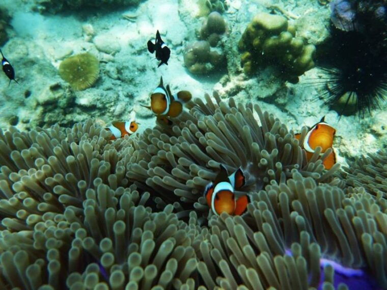Ko Lanta: 4 Islands and Emerald Cave Snorkeling Trip - Important Information and Recommendations